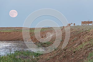 Saigas at a watering place on the background of a rising full moon.