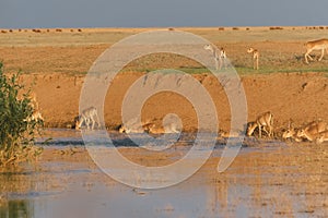 Saigas at a watering place drink water and bathe during strong heat and drought