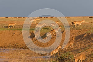 Saigas at a watering place drink water and bathe during strong heat and drought