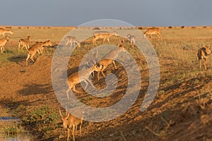 Saigas at a watering place drink water and bathe during strong heat and drought