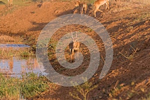 Saigas at a watering place drink water and bathe during strong heat and drought