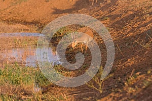 Saigas at a watering place drink water and bathe during strong heat and drought