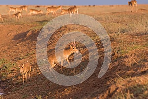 Saigas at a watering place drink water and bathe during strong heat and drought