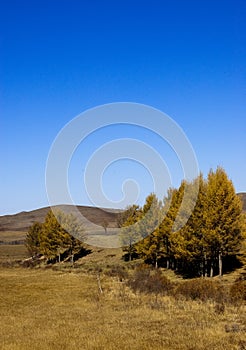 Saihanba National Forest Park