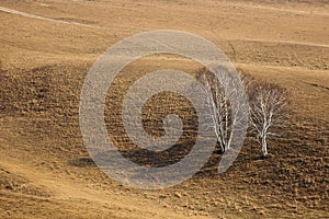 Saihanba National Forest Park