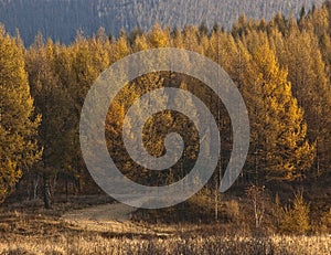 Saihanba National Forest Park