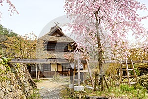 Saiko Iyashi no Sato Nenba house with sakura
