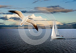 Sail boat and seagull