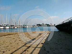 Sail Boats Beach dogs summer sun