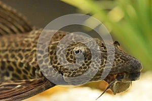 Sail Fin Leopard Pleco Fish