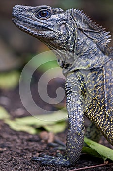 Sail finned agama