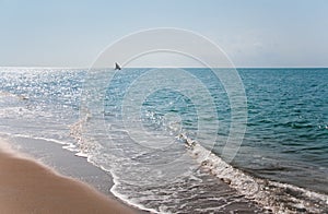 Sailboat in the indian ocean in tanzania - national park saadani