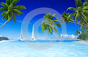 Sailboats Beach Palm Tree Summer Vacation Concept