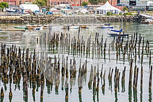 Sailboats Behind Pilings in Harbor