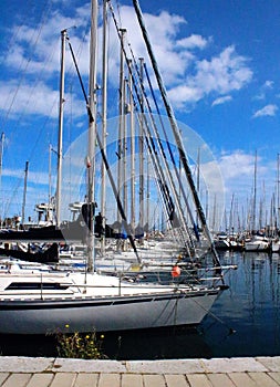 Sailboats moored in the harbor