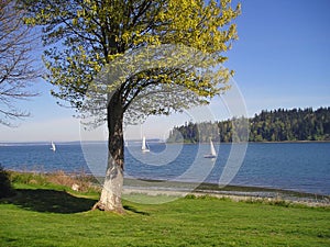 Sailboats on the Puget Sound