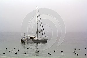 Sailboats and seagulls in the sea on a fog day