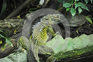 Sailfin agama (Hydrosaurus)