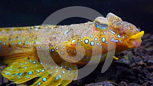 The Sailfin dragonet Callionymus pusillus, male of a beautiful fish swims over the seabed, Black Sea