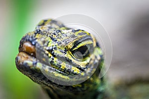 Sailfin Lizard looking straight into the camera - extreme closeup with focus on foreground.