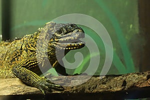 Sailfin Lizard photo