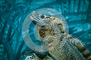 Sailfin Lizard portrait on blurred background.