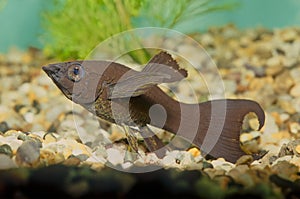 Sailfin molly, black Molly