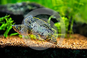 Sailfin molly Poecilia latipinna in a fish tank with blurred background