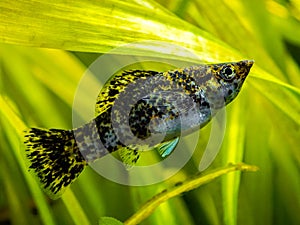 Sailfin molly Poecilia latipinna in a fish tank with blurred background