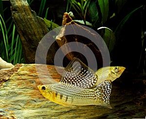 Sailfin Molly, poecilia velifera, Aquarium Fishes