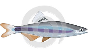 Sailfin Shiner Minnow Illustration photo