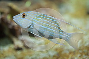 Sailfin snapper Symphorichthys spilurus.