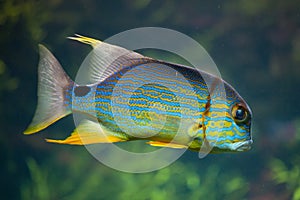 Sailfin snapper Symphorichthys spilurus