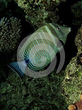 Sailfin tang photo