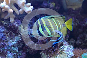 Sailfin tang