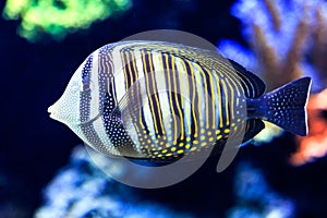 Sailfin Tang