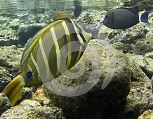 Sailfin tang