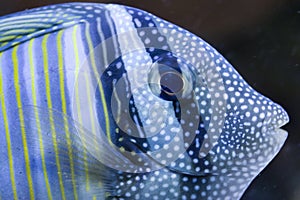 Sailfin Tang photo