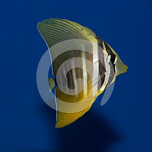 Juvenile Sailfin Tang photo