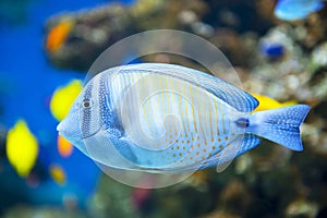 Sailfin Tang fish photo