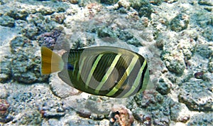 Sailfin Tang fish swimming over sunlit reef, Kona, Hawaii