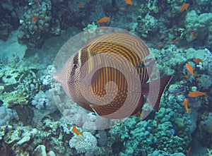 Sailfin tang swimming