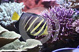 Sailfin tang (Zebrasoma veliferum)