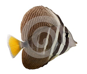 Sailfin Tang, Zebrasoma veliferum photo