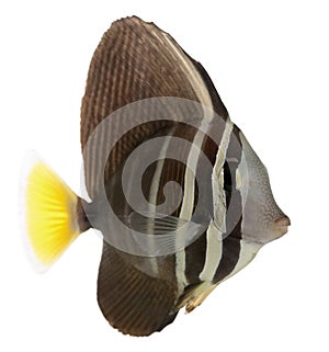 Sailfin Tang, Zebrasoma veliferum photo