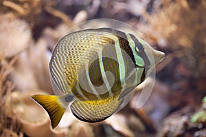 Sailfin tang Zebrasoma veliferum.