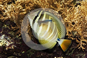 SAILFIN TANG zebrasoma veliferum, ADULT WITH REMORA