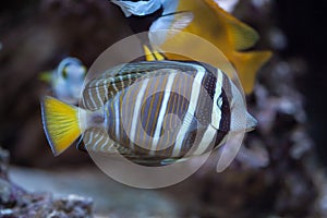 Sailfin tang Zebrasoma veliferum.