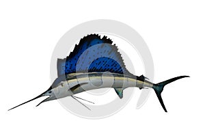 Sailfish photo