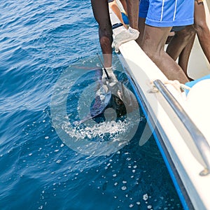 Sailfish catch billfish sportfishing holding bill